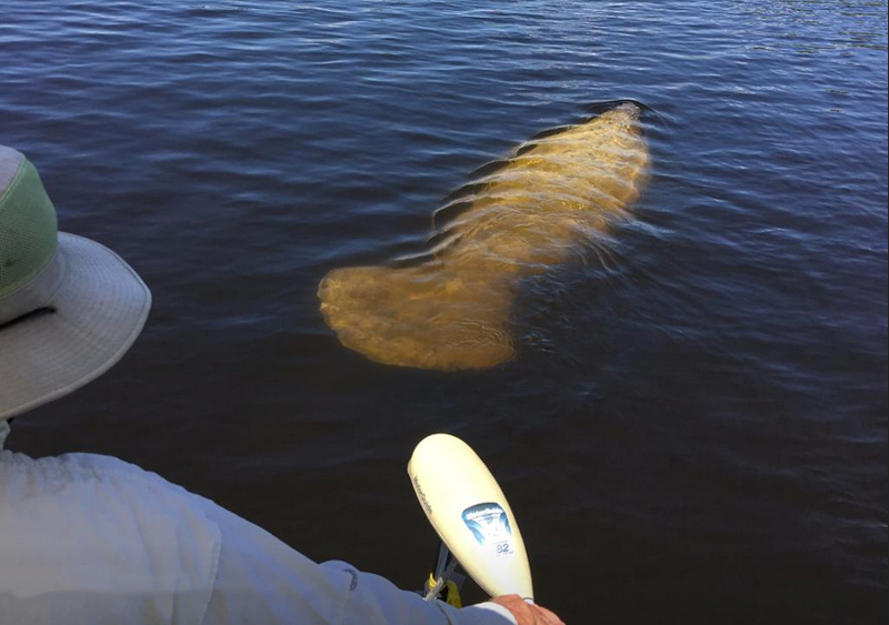 capt_w-manatee-1